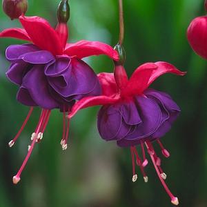 Fuchsia Dark Eyes, Hardy Fuchsia Dark Eyes, Flowering Shrub, Red Flowers, Purple Flowers